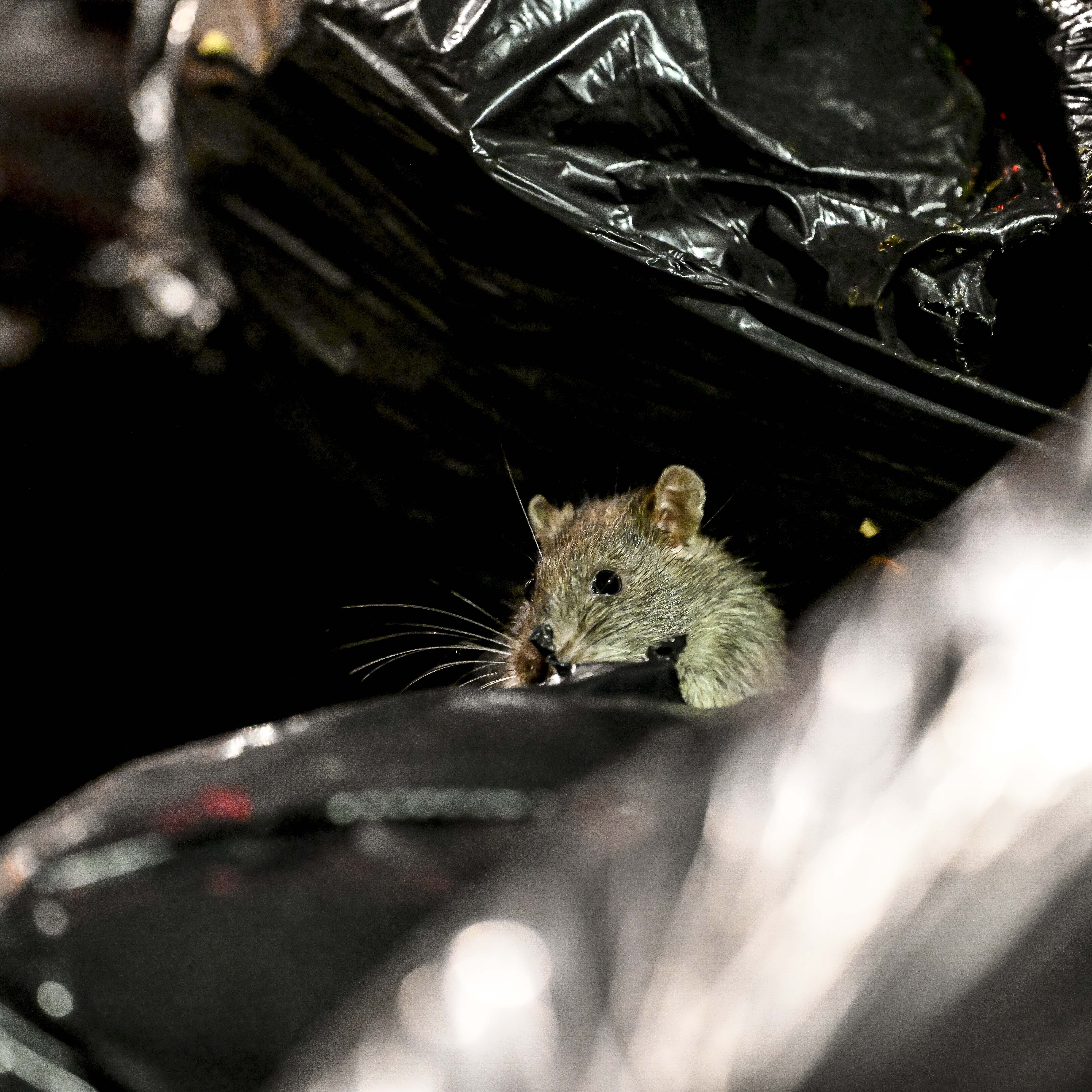 A rat rummages through the trash.