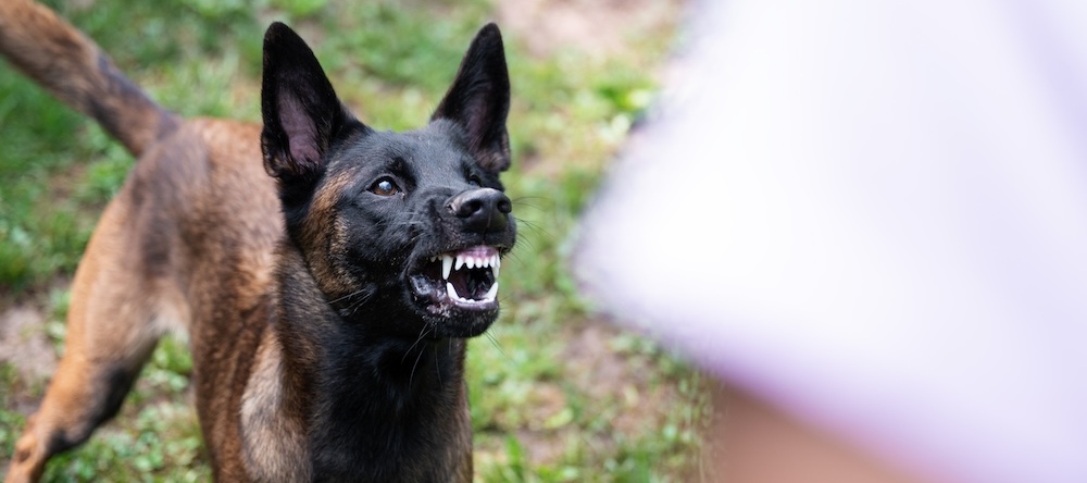 A photo of a dog snarling at a person