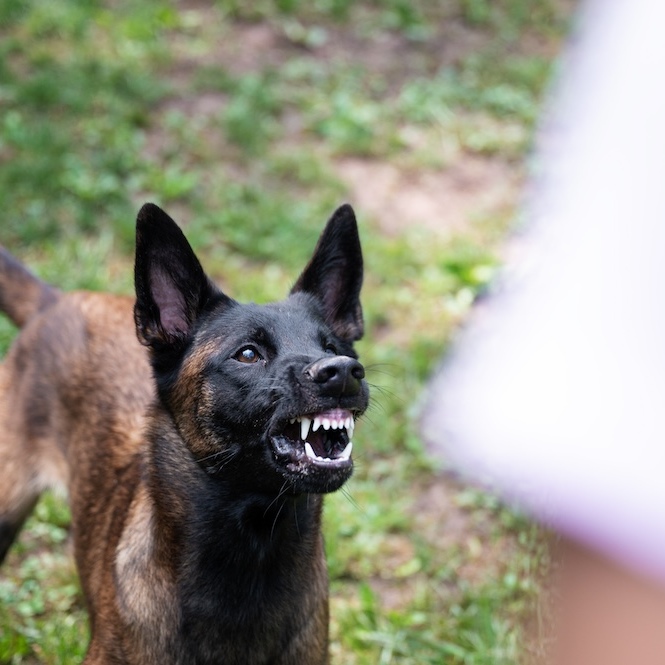 A photo of a dog snarling at a person