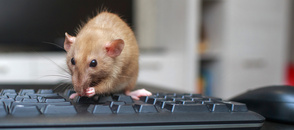 A photo of a rat on a keyboard