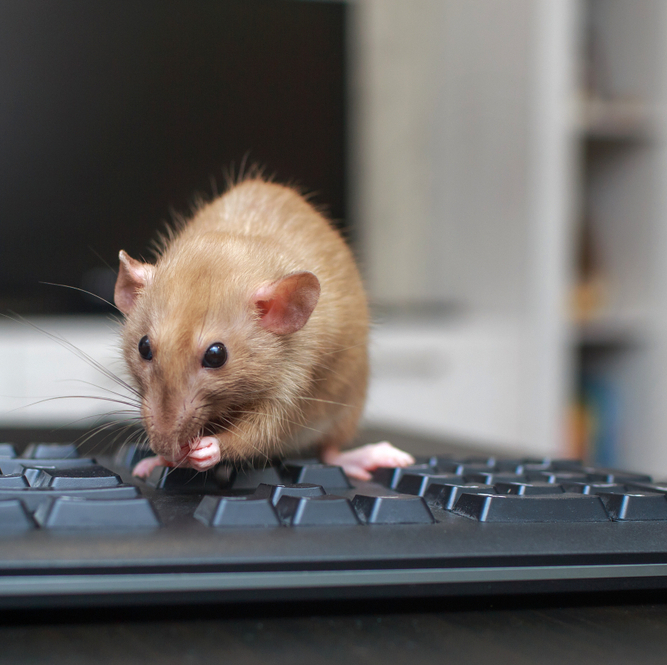 A photo of a rat on a keyboard