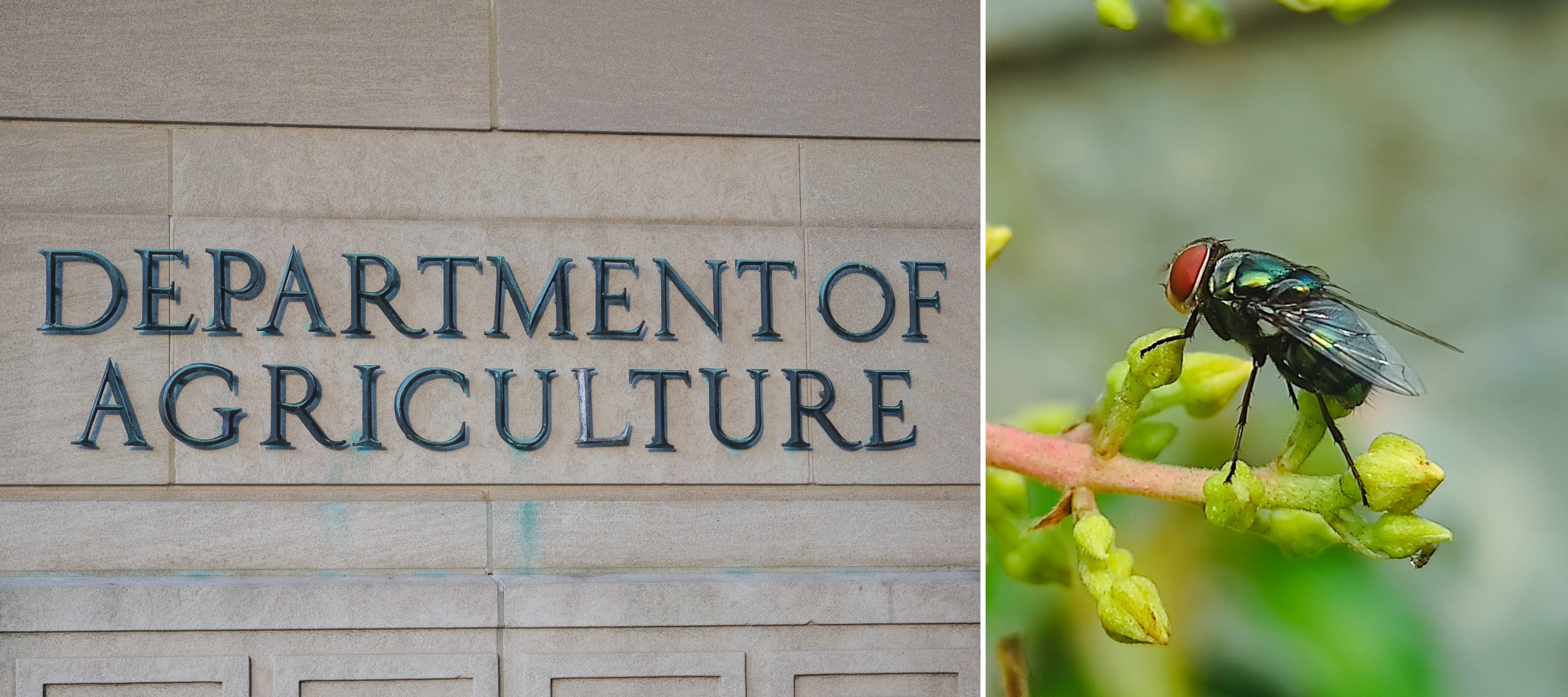 A side-by-side image of the exterior of the USDA building and a close up of the New World screwworm.