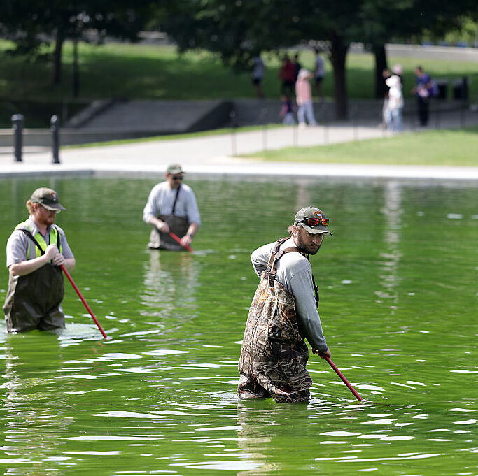 National Park Service employees work to clean up algae in the Lincoln Memorial Reflecting Pool following the completion of recent renovations on June 14, 2026 in Washington, DC.