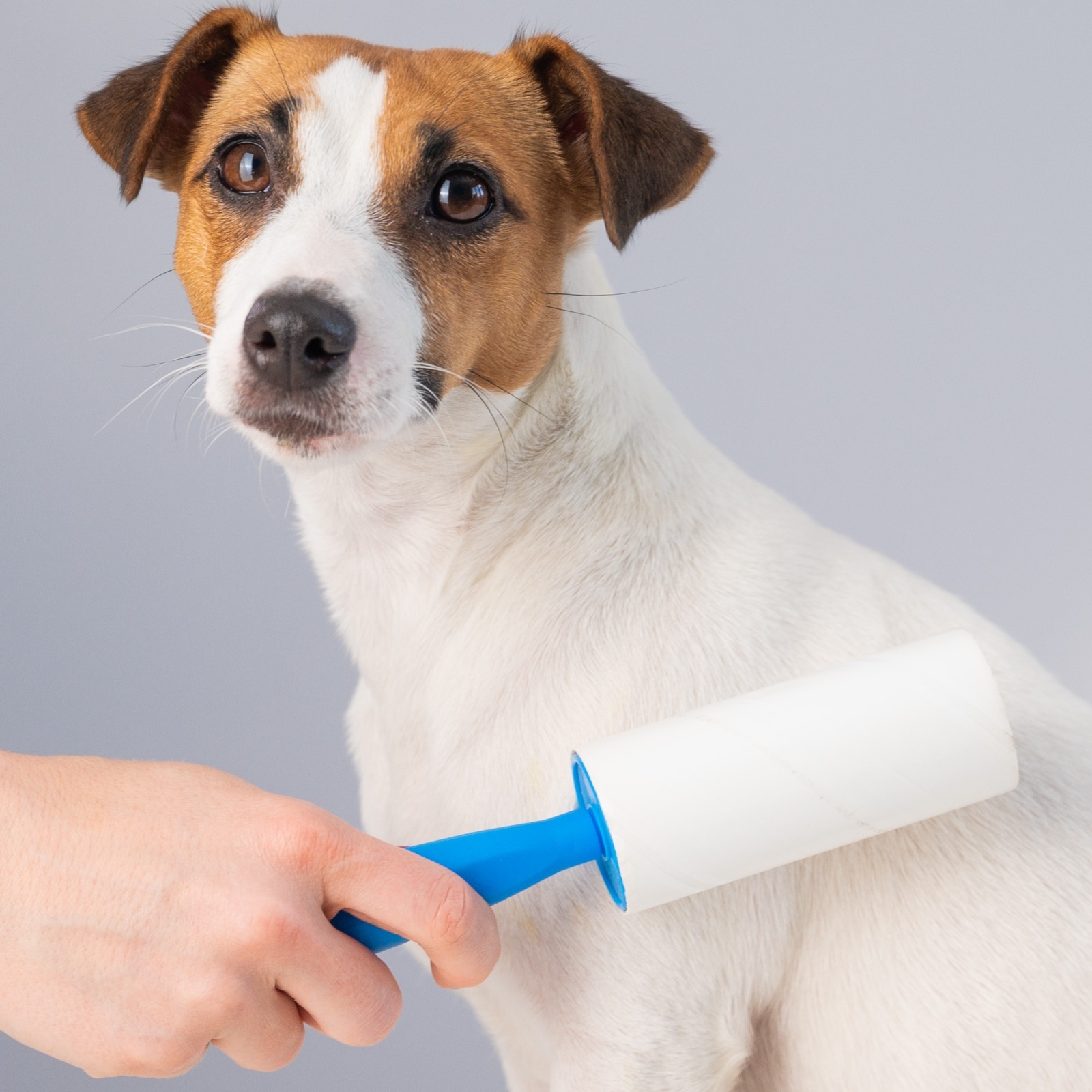 A dog getting brushed with a lint roller