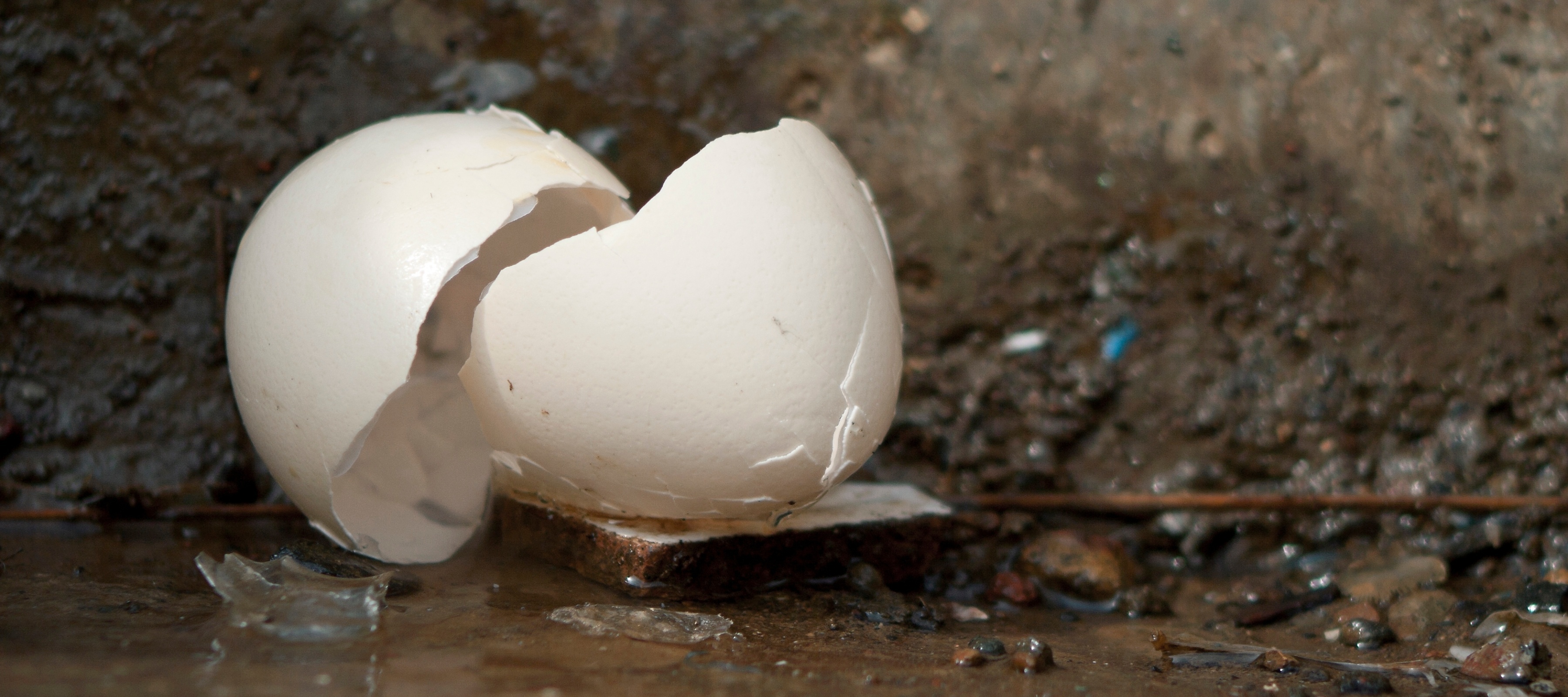 An egg on the ground, broken open, sitting in the dirt