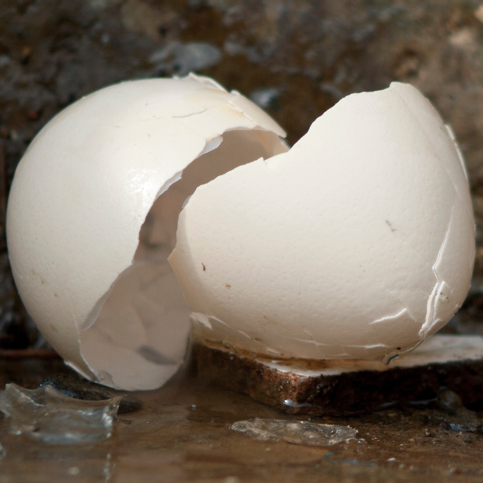 An egg on the ground, broken open, sitting in the dirt