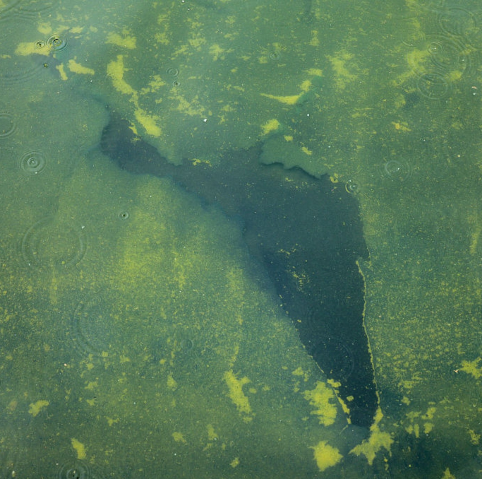 Images of U.S. Attorney Jeanine Pirro and algae in the Lincoln Memorial Reflecting Pool