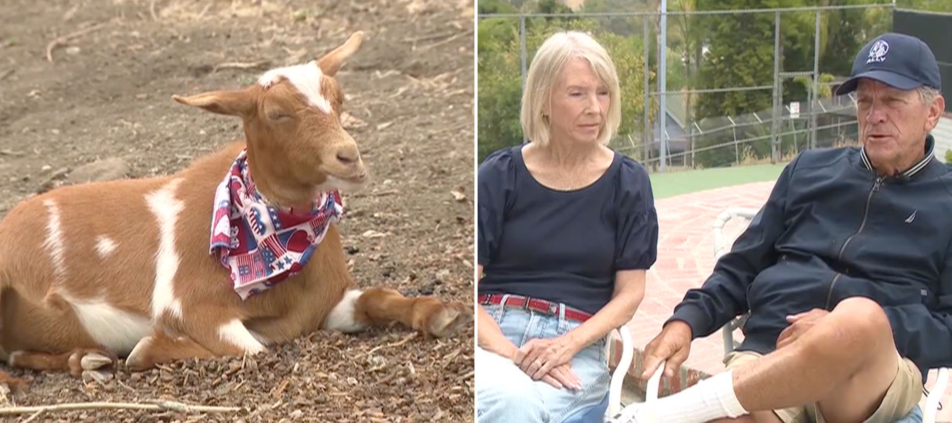 Steve and Karen Blume chat with local media outlet KCAL News. A picture of one of their goats is also shown.