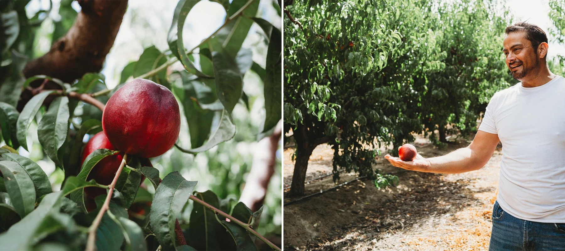A two-column collage of a nectarine and California farmer Cesar Mora.
