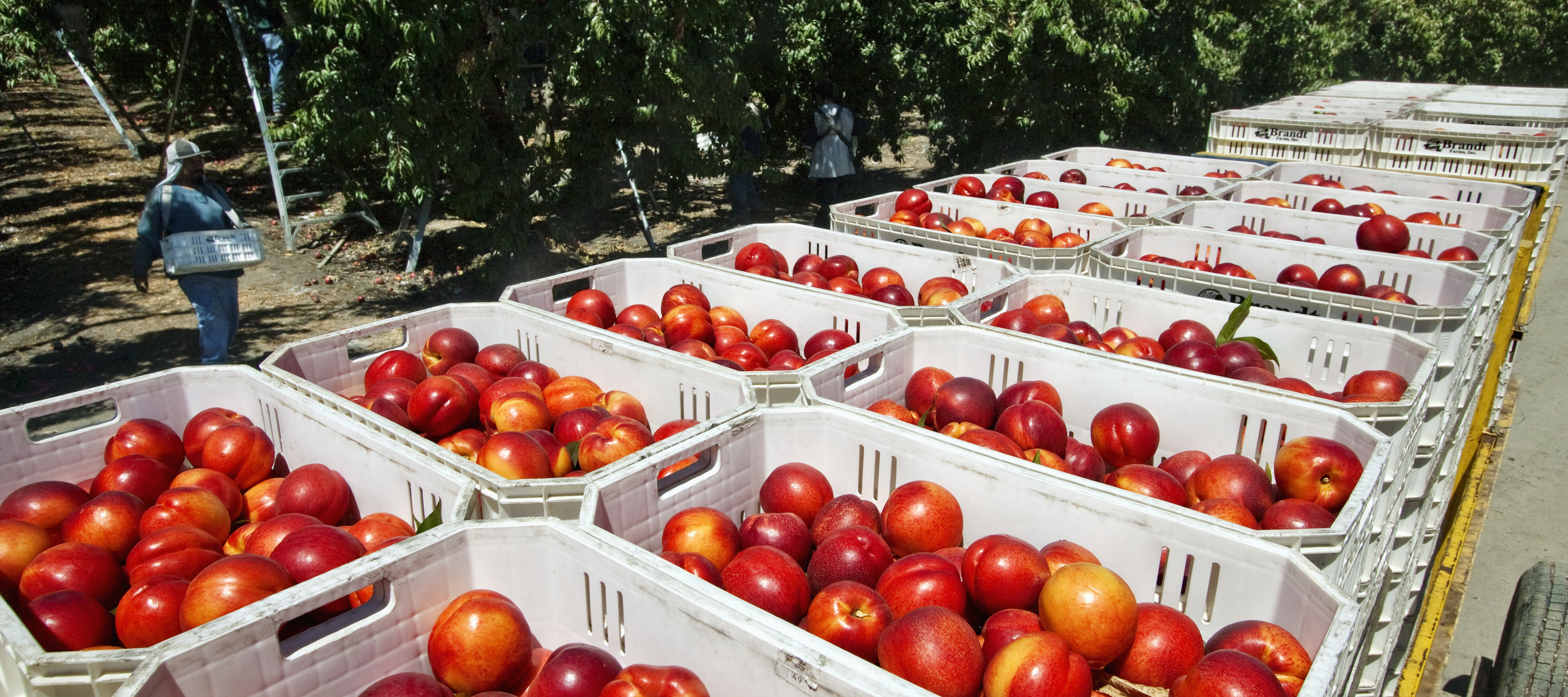 Freshly harvested nectarines in totes in the orchard with field workers in the background near Dinuba, California.