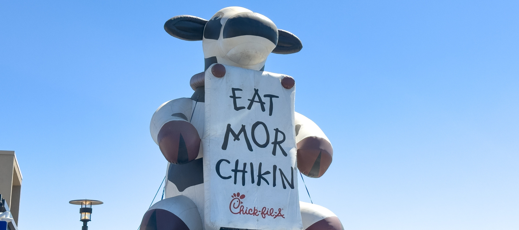 An inflatable cow atop a Chick-fil-A roof with a misspelled sign that says "Eat More Chicken"