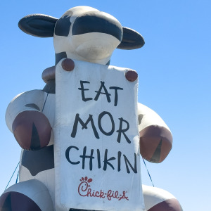 An inflatable cow atop a Chick-fil-A roof with a misspelled sign that says "Eat More Chicken"