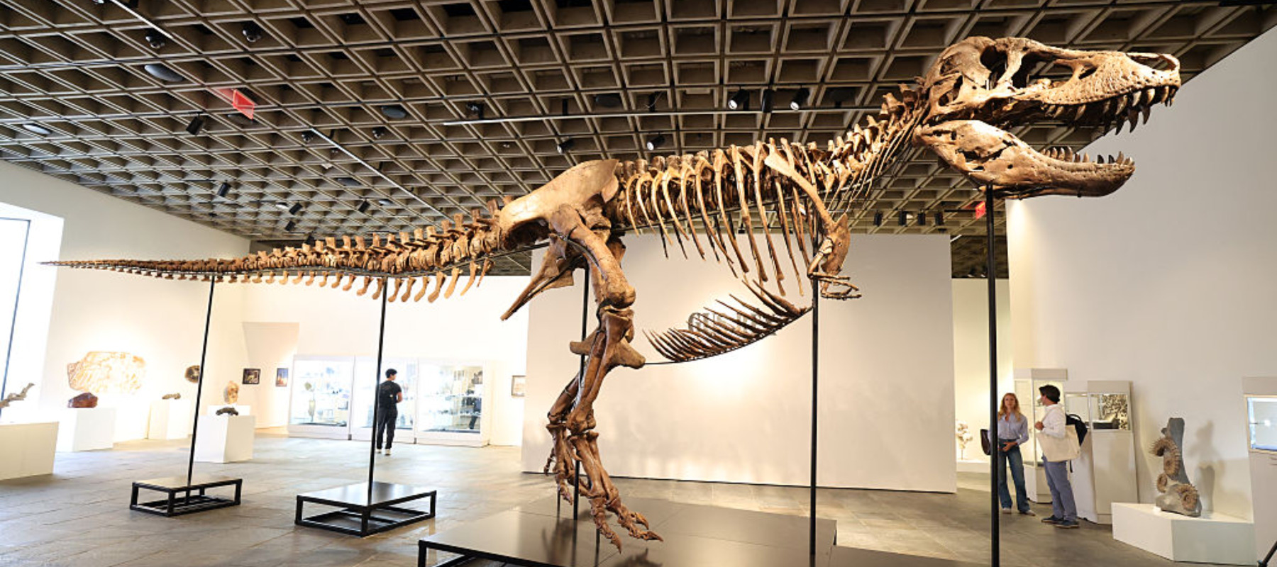 "Gus", a mounted Tyrannosaurus Rex skeleton, one of the largest T. rex ever found, is pictured during a press preview at the Sotheby's Breuer building in New York, on July 1, 2026.