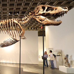 "Gus", a mounted Tyrannosaurus Rex skeleton, one of the largest T. rex ever found, is pictured during a press preview at the Sotheby's Breuer building in New York, on July 1, 2026.