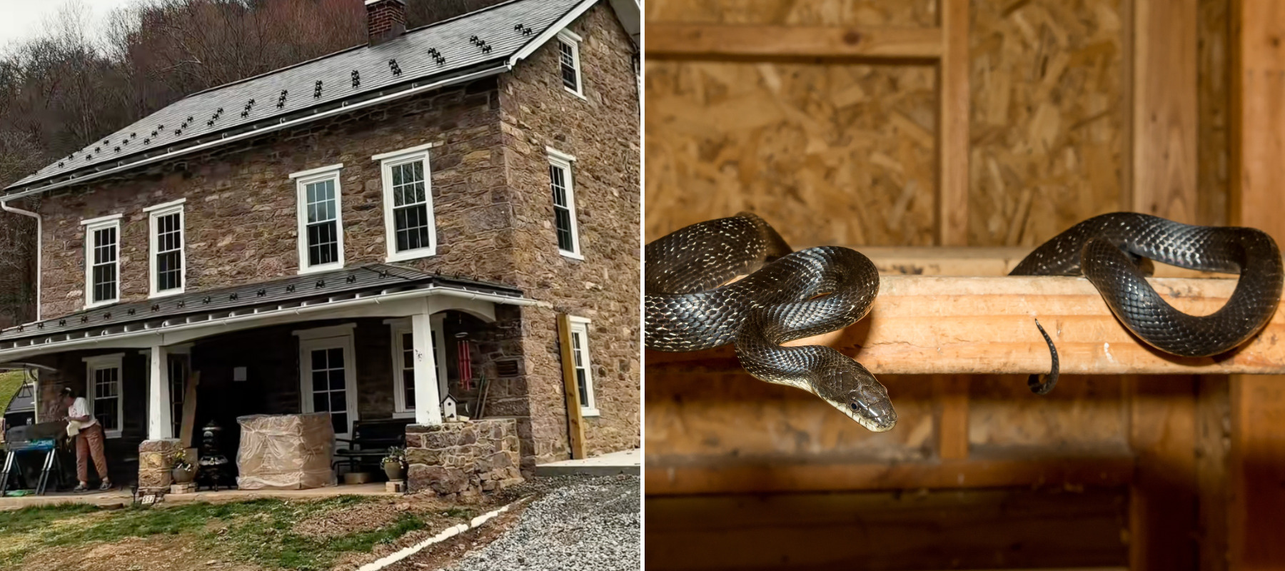 Black rat snakes were crawling all over the Bouldin family’s property.