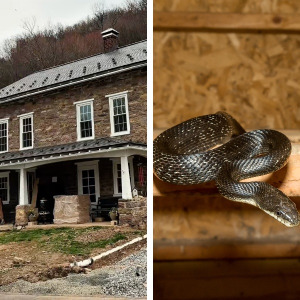 Black rat snakes were crawling all over the Bouldin family’s property.