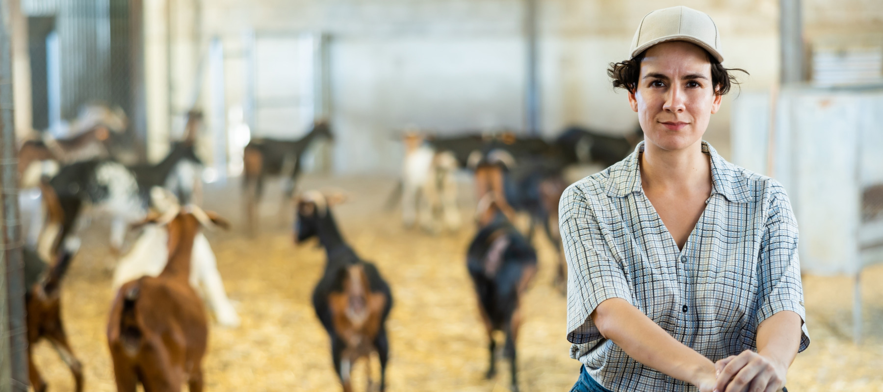 Goat farming is increasingly attractive to American farmers.