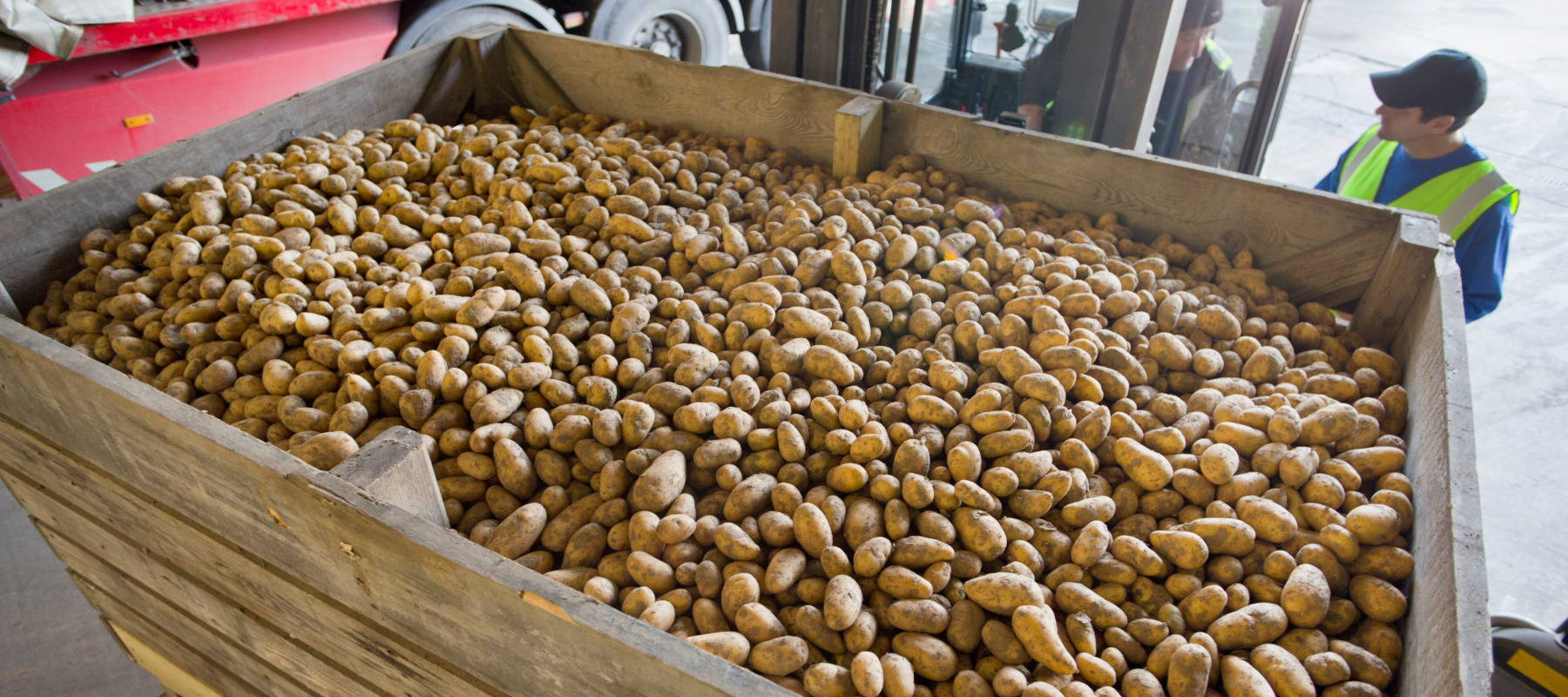 Person standing next to large case of potatos in barn