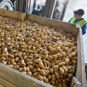 Person standing next to large case of potatos in barn