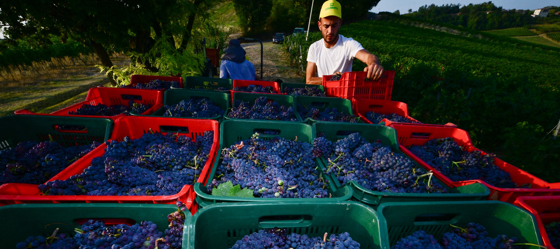 Winemakers loading baskets of picked grapes onto the back of a truck.