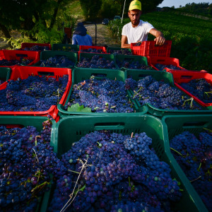 Winemakers loading baskets of picked grapes onto the back of a truck.