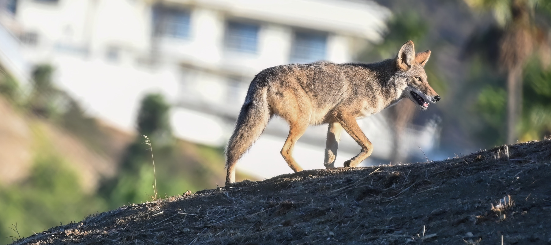 Coyotes have taken up residence in the unfinished structure.