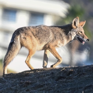 Coyotes have taken up residence in the unfinished structure.