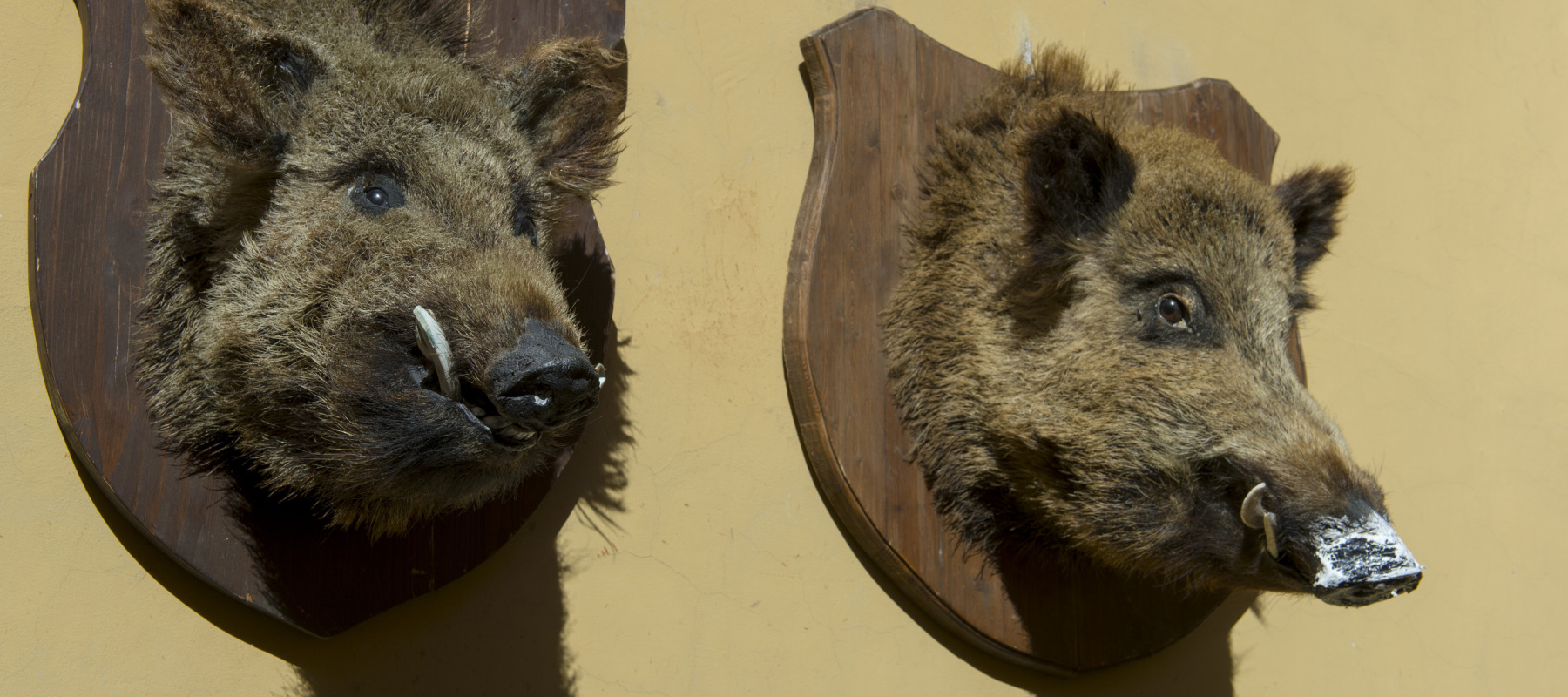 Street scene with wild boar heads on a wall of a butcher store in the town of Norcia in the province of Perugia in southeastern Umbria, Italy.