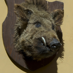 Street scene with wild boar heads on a wall of a butcher store in the town of Norcia in the province of Perugia in southeastern Umbria, Italy.