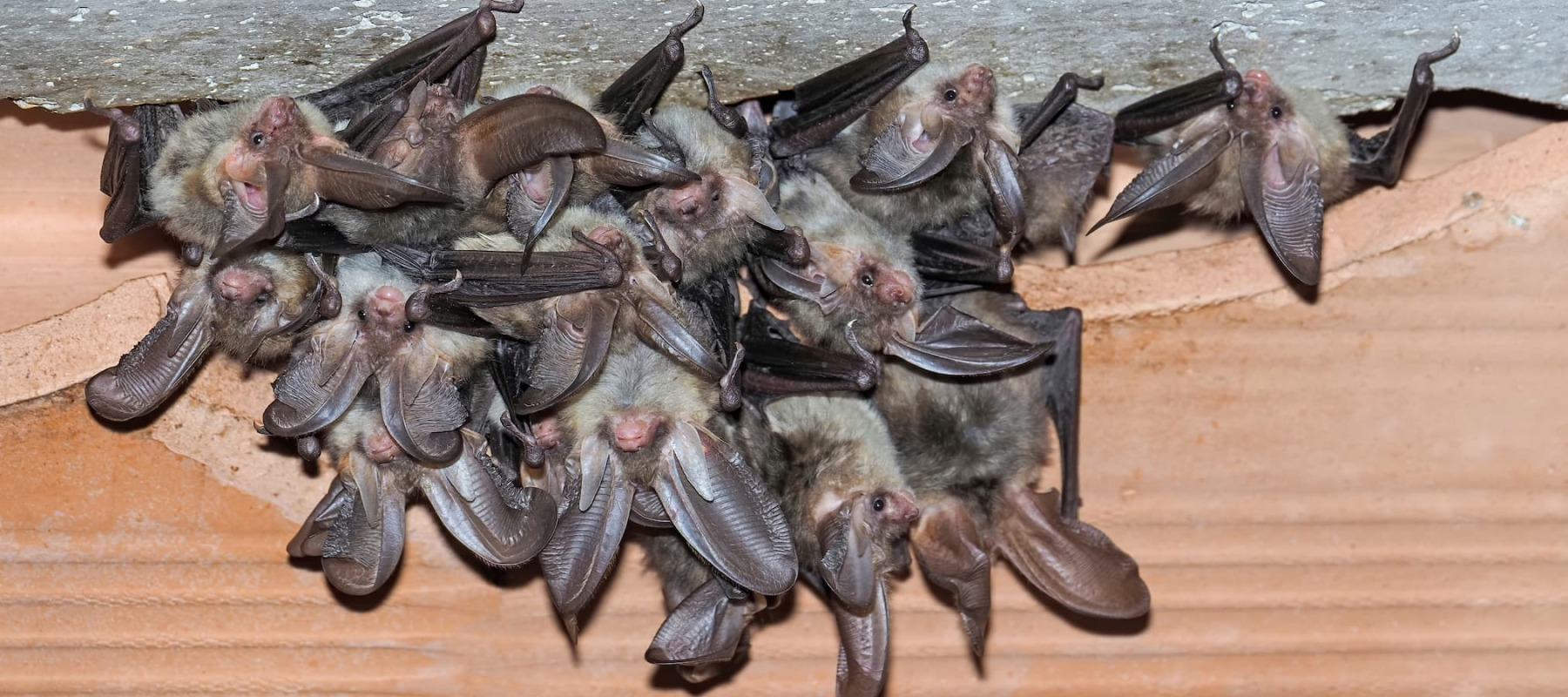 A photo of bats