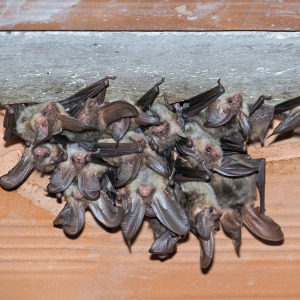 A photo of bats