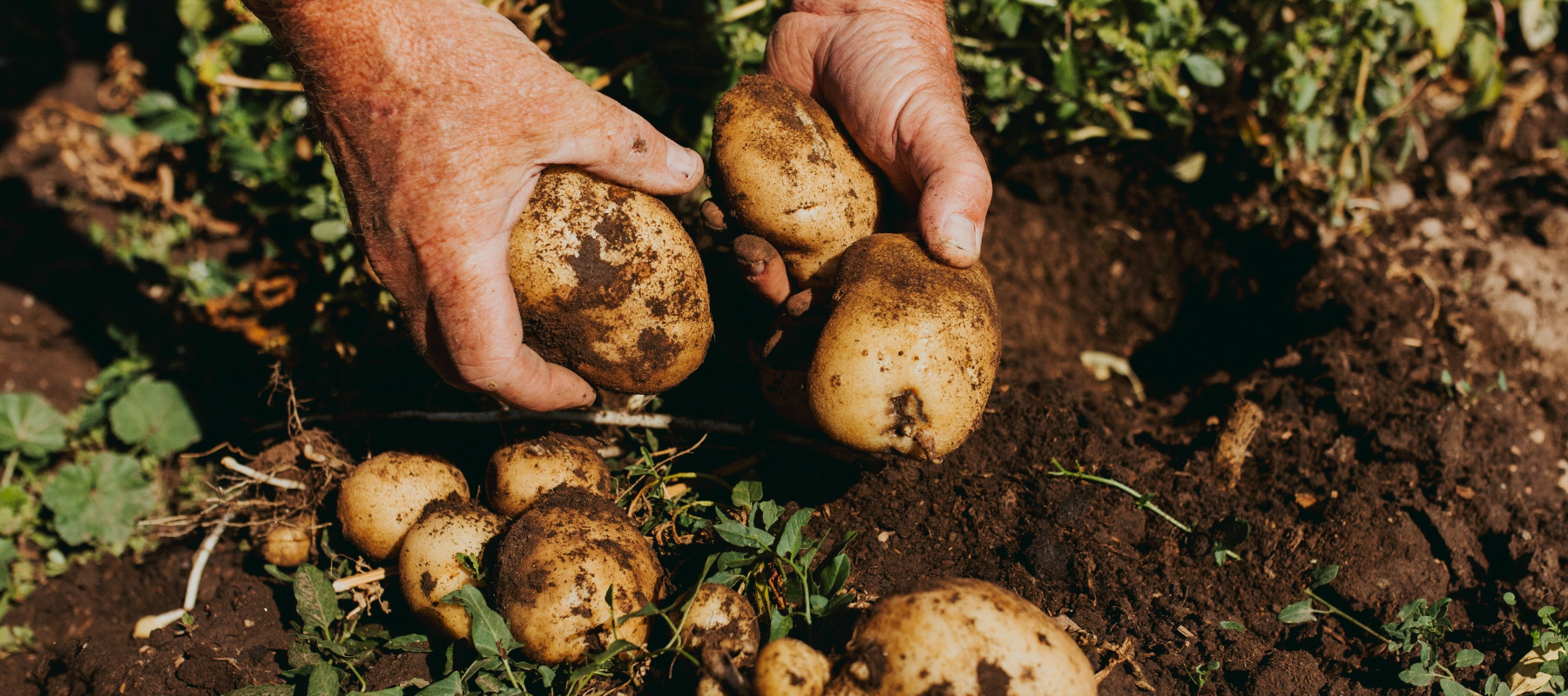 A farmer's hands picking dirty potatoes out of the ground