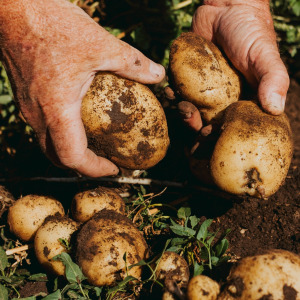 A farmer's hands picking dirty potatoes out of the ground