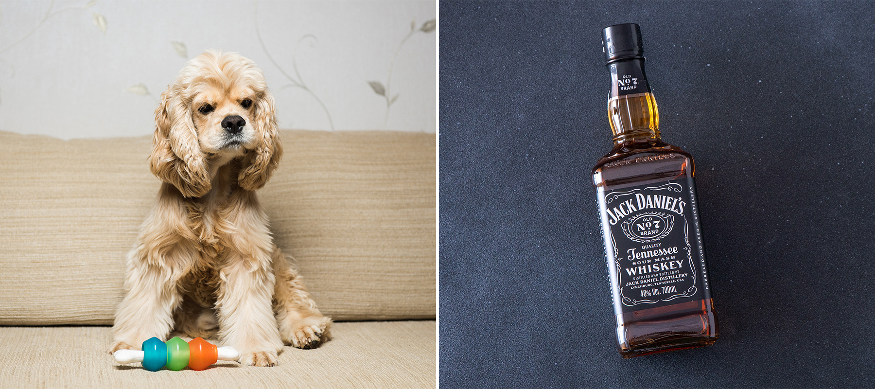 Two column photo collage featuring a Cocker Spaniel with a chew toy, left, and a bottle of Jack Daniel's.