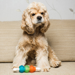 Two column photo collage featuring a Cocker Spaniel with a chew toy, left, and a bottle of Jack Daniel's.