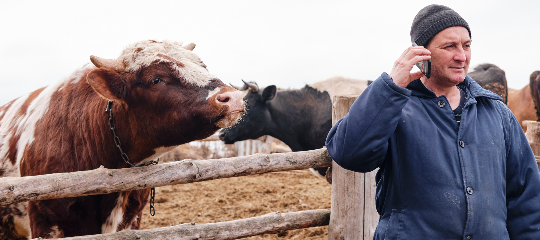 Cattle farmer talking on the phone with cows in a field behind him