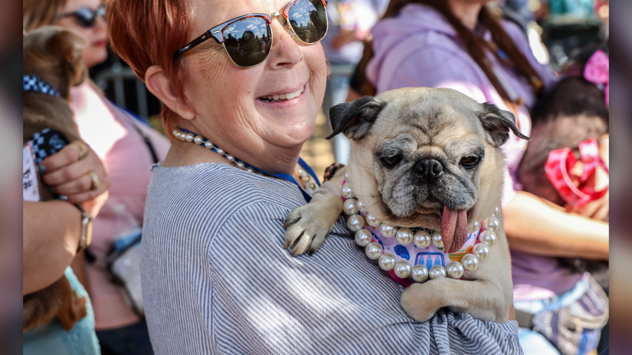 A pug with a protruding tongue is officially the World's Ugliest Dog — fetching her a cool $5,000, a trophy and a trip to New York