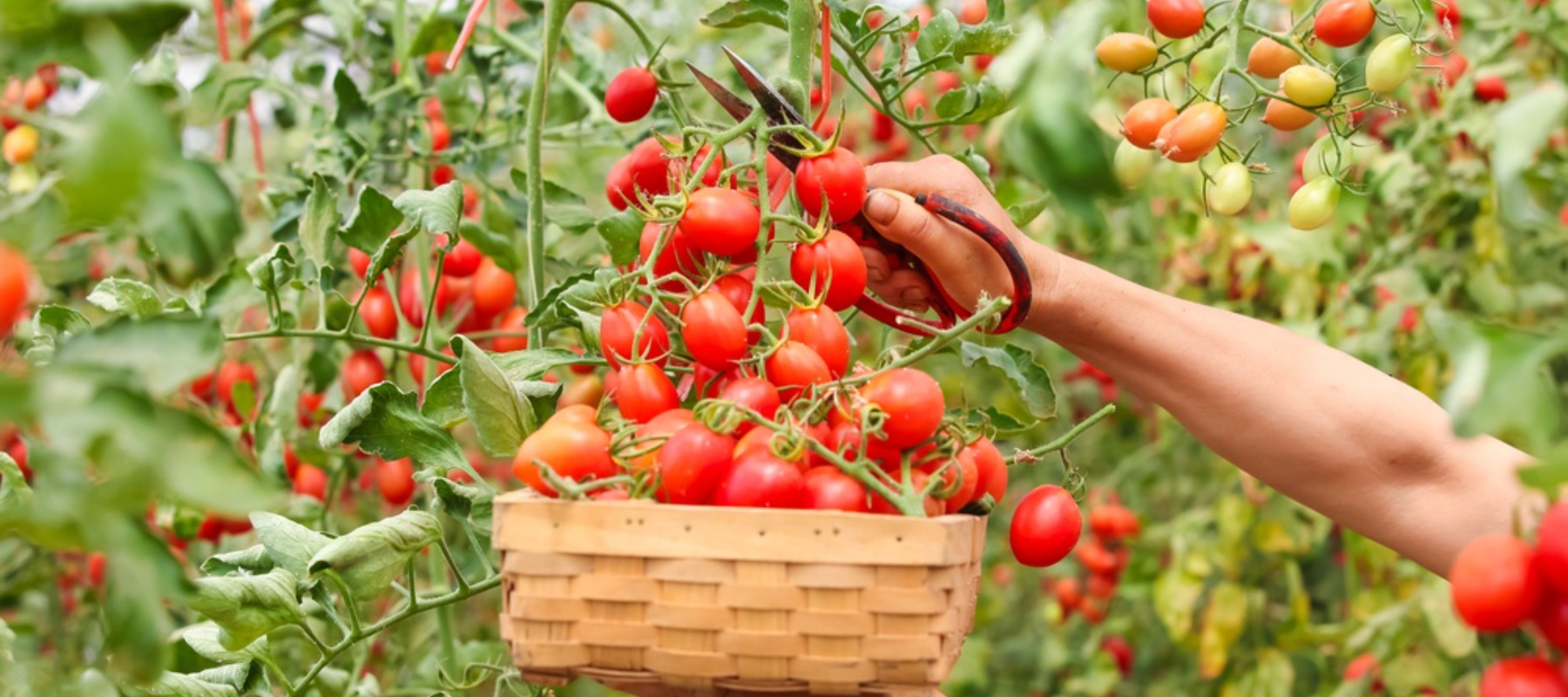 Photo of hands harvesting tomatoes