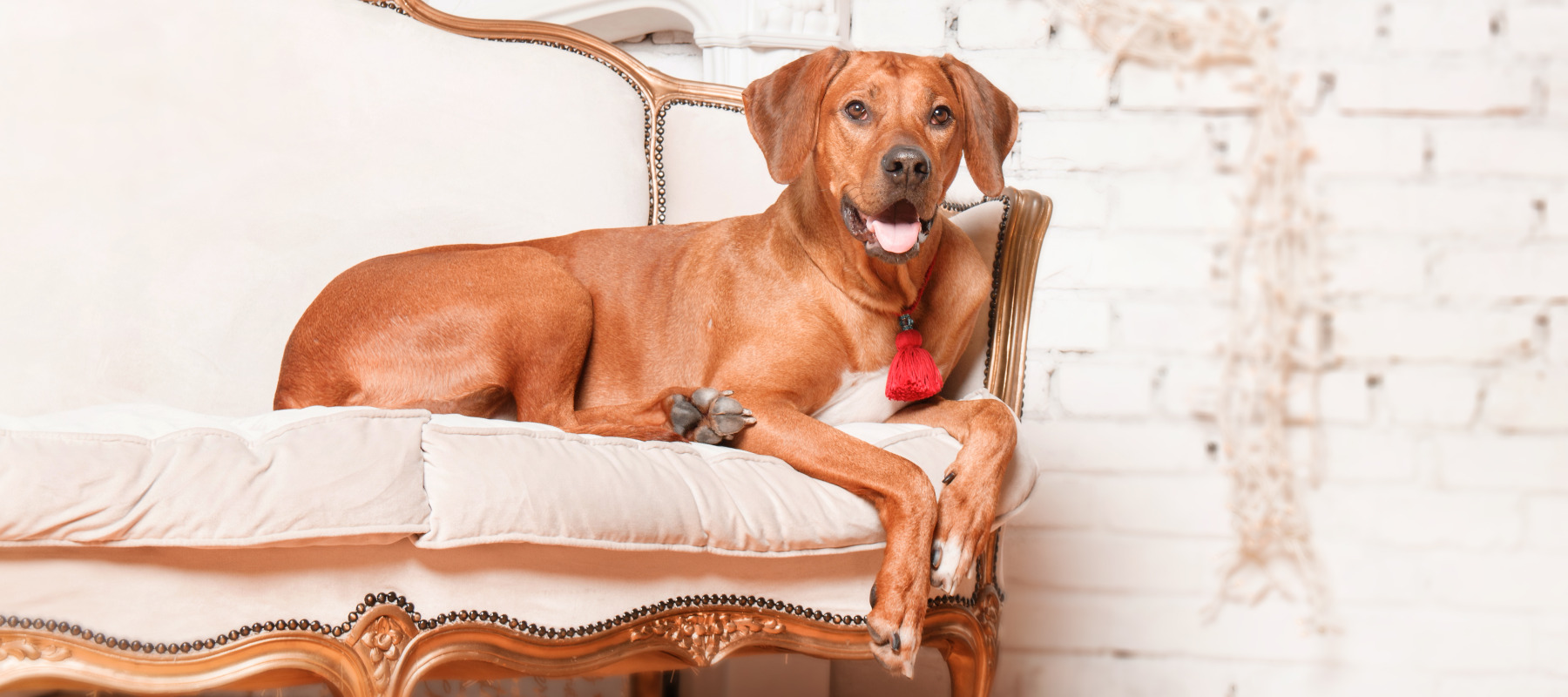Wealthy pet owners are spending millions on man's best friend — while average people are struggling to afford vet bills.