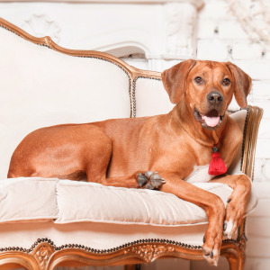 Wealthy pet owners are spending millions on man's best friend — while average people are struggling to afford vet bills.