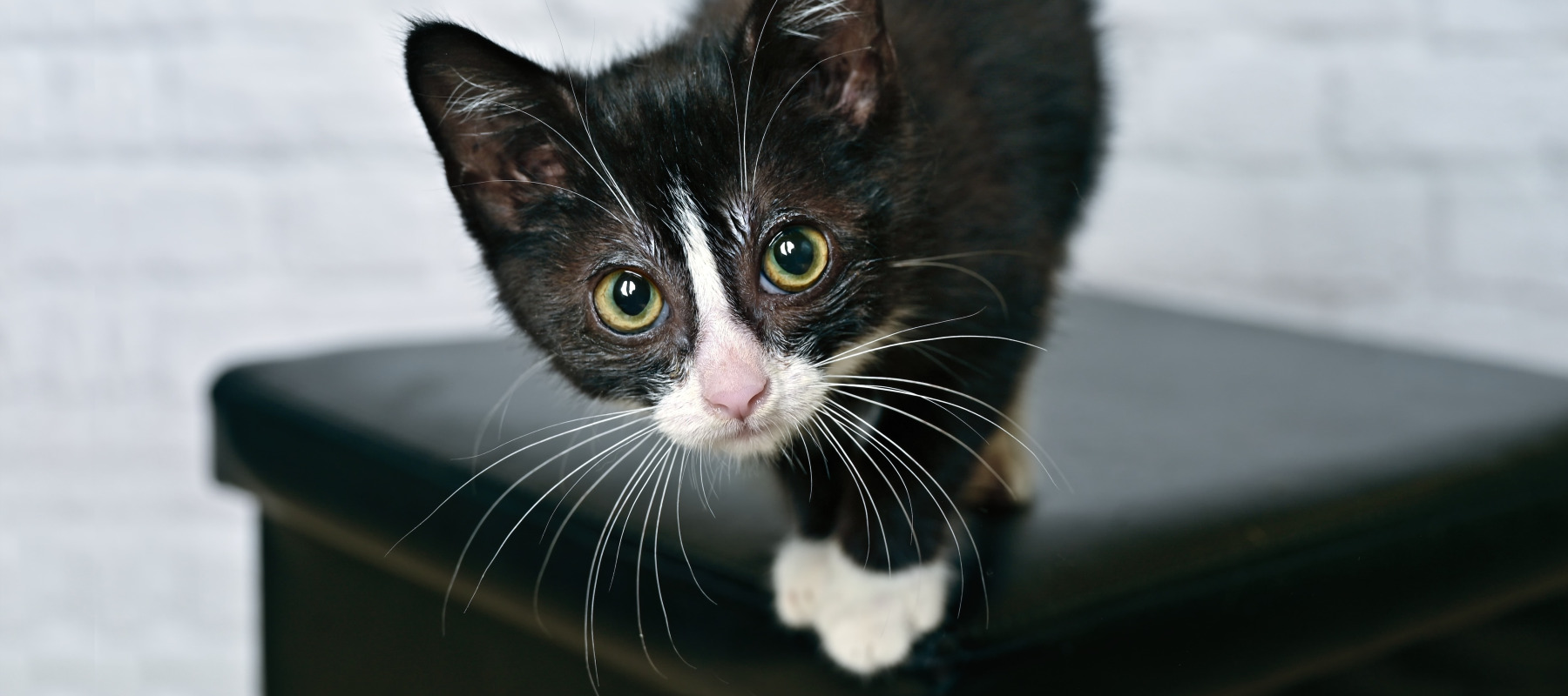 Funny tuxedo kitten looking curious at camera.