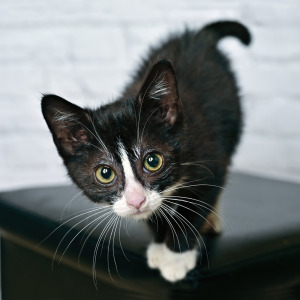 Funny tuxedo kitten looking curious at camera.