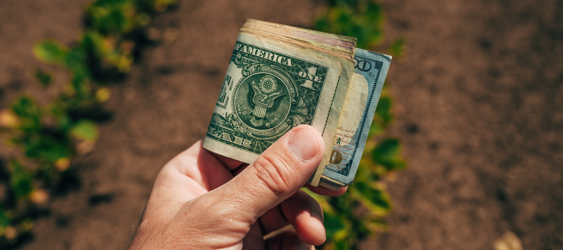 Hand holding a stack of cash in front of a farmer's field.