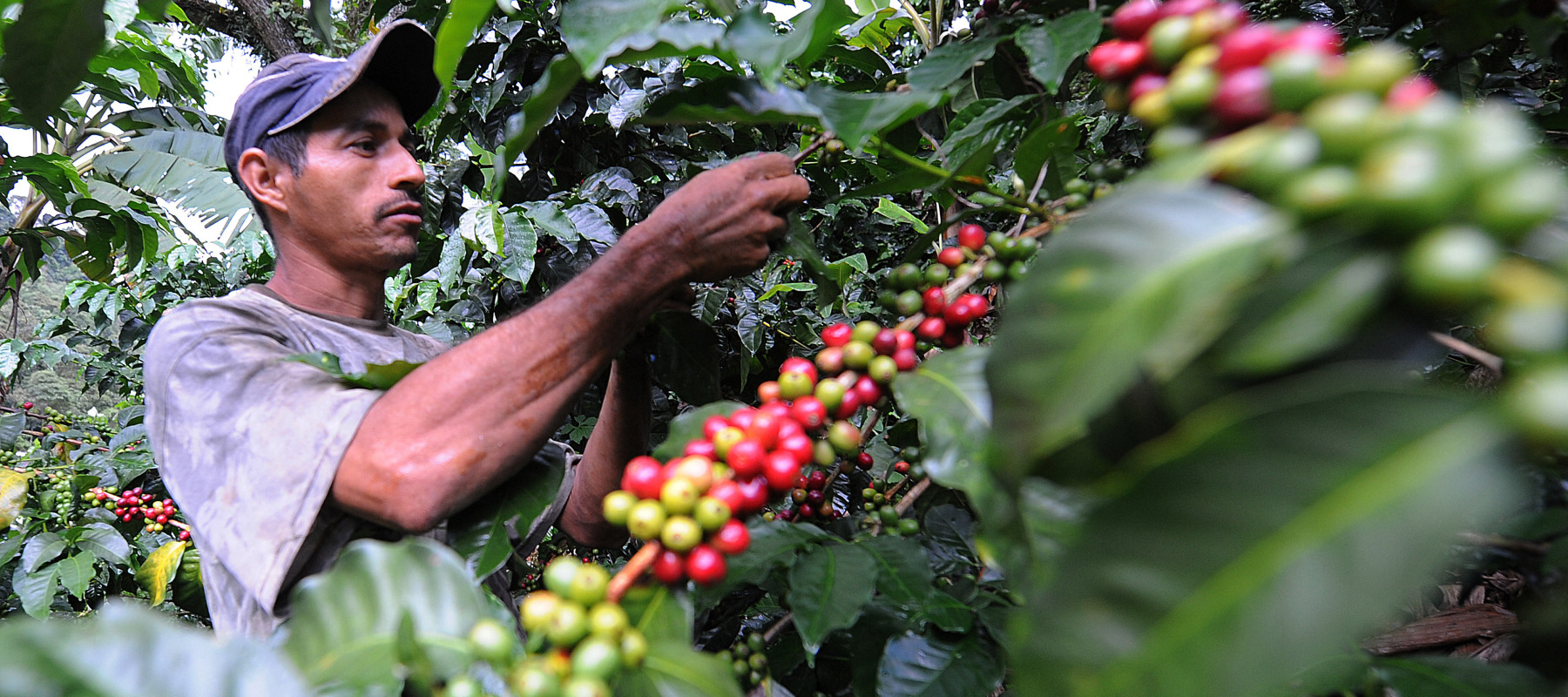 A worker harvesting coffee. Adverse weather conditions around the world have interrupted the crop's supply.