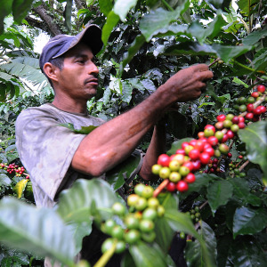 A worker harvesting coffee. Adverse weather conditions around the world have interrupted the crop's supply.