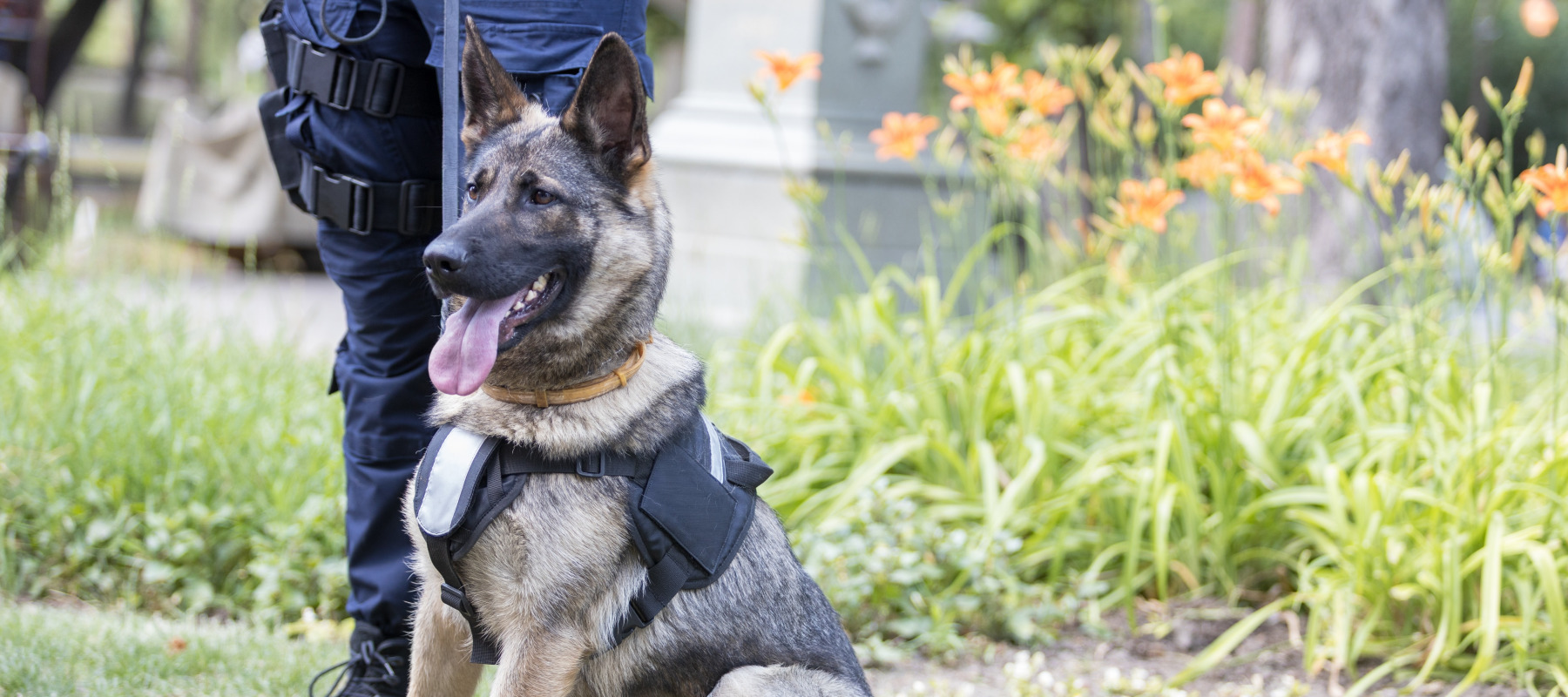 Most states don't have a plan to care for retired police dogs.