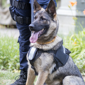 Most states don't have a plan to care for retired police dogs.