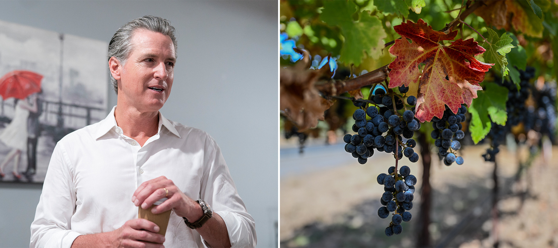 A two-column photo collage featuring California Governor Gavin Newsom and a cluster of grapes growing in the Napa Valley.