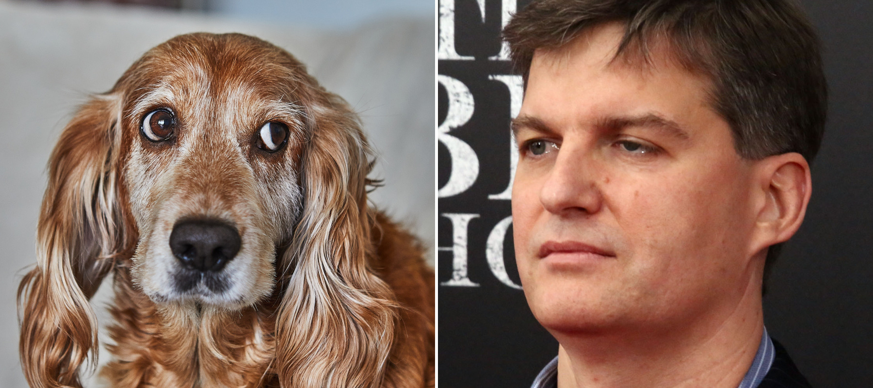 A nervous dog next to an image of Michael Burry at the premiere of The Big Short.