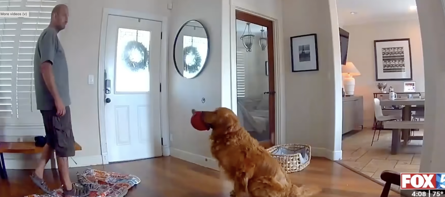 Guard dog Nash greets a burglar.